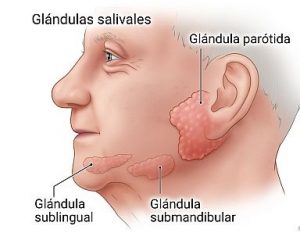 Esquema glandulas