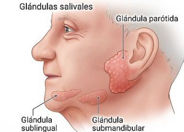 Saliva y glándulas salivales