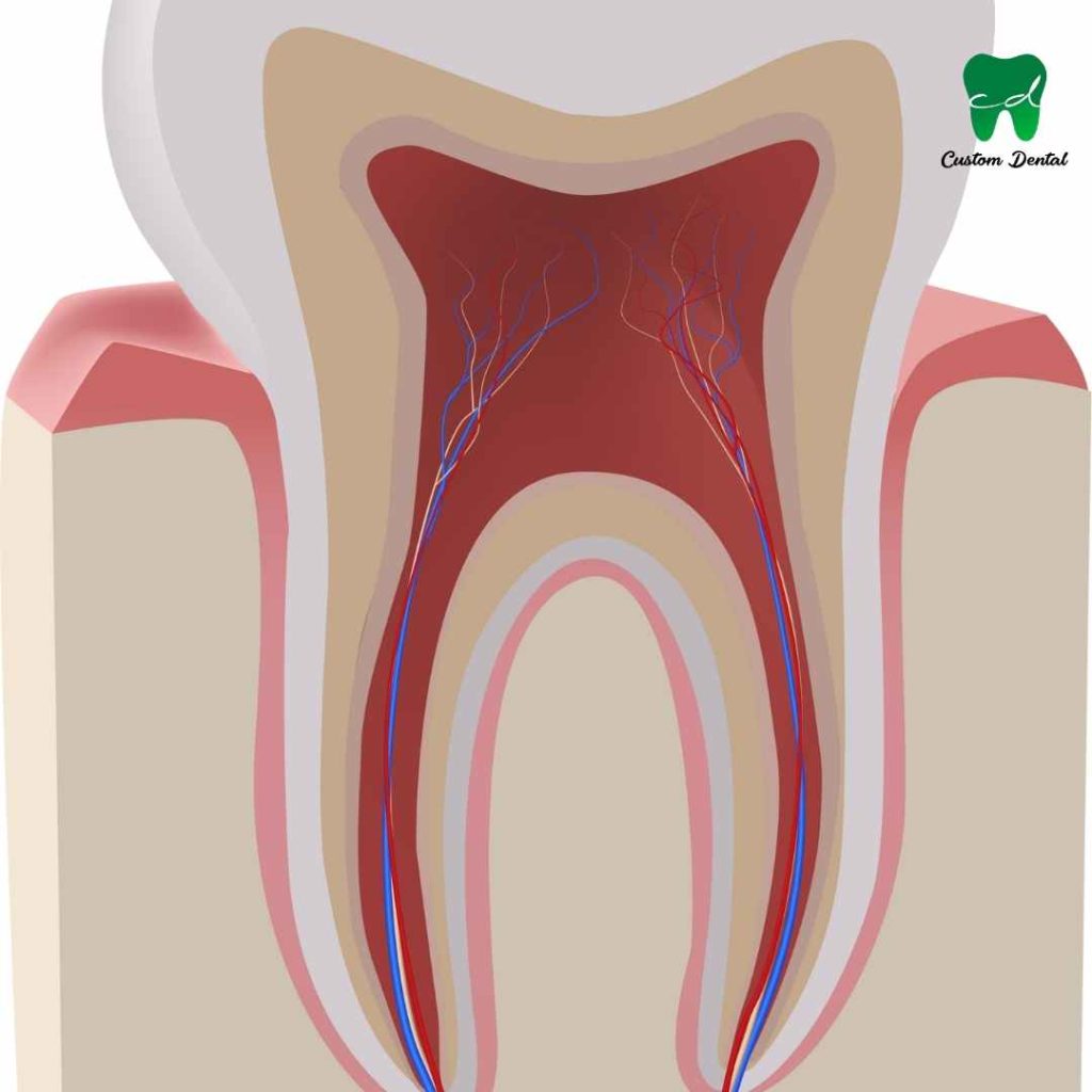 Anatomía dental.